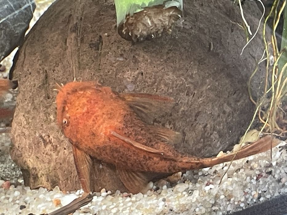 Dorosle zbrojniki red