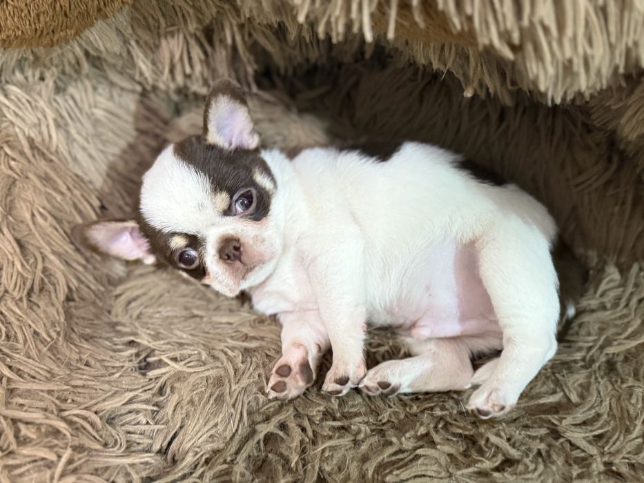 Хлопчик чіхуахуа