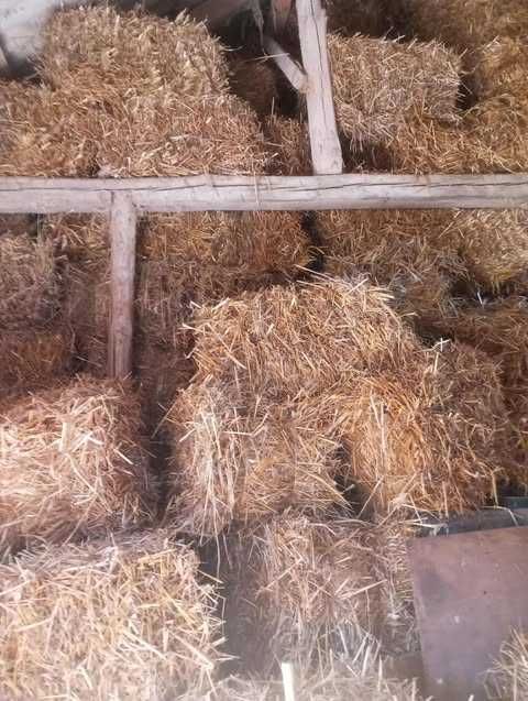 Słoma żytnia/owsiana w kostkach- 7zł