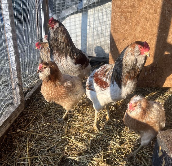 Araucany, kogut, koguty, kury, rasa ozdobna