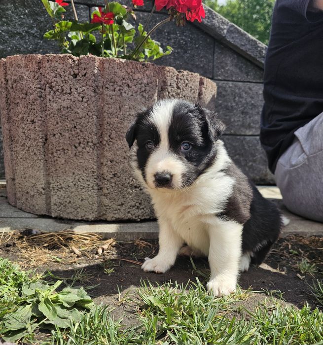 Chłopiec Border Collie