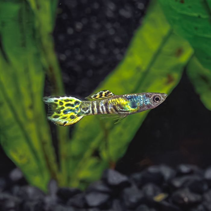 Guppys Endler Snake Skin e Tiger