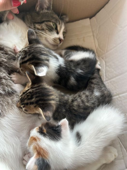 Gatinhos para adoção