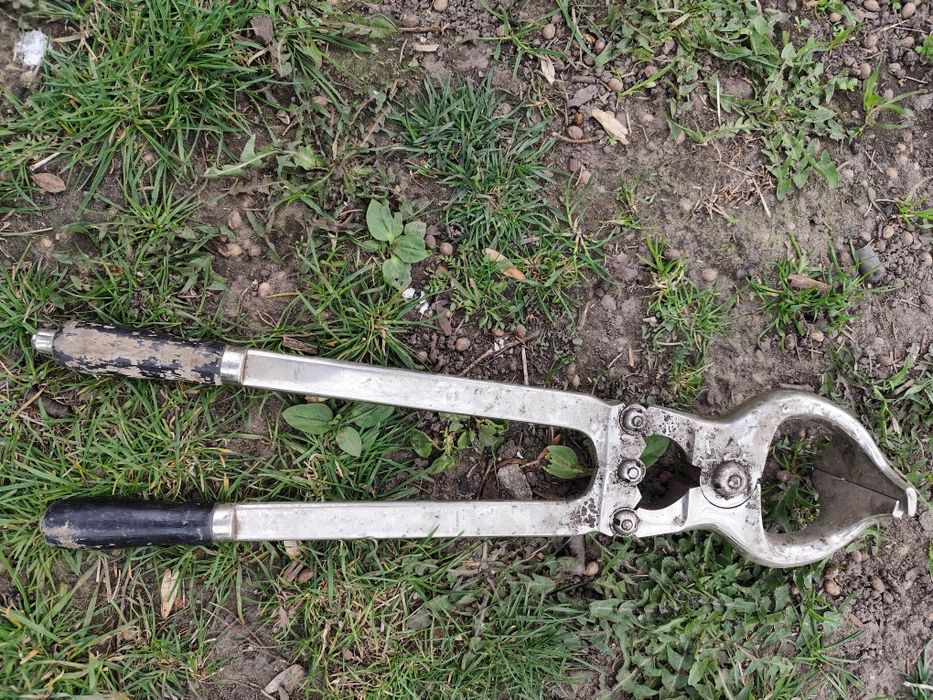 Kleszcze Burgizzo