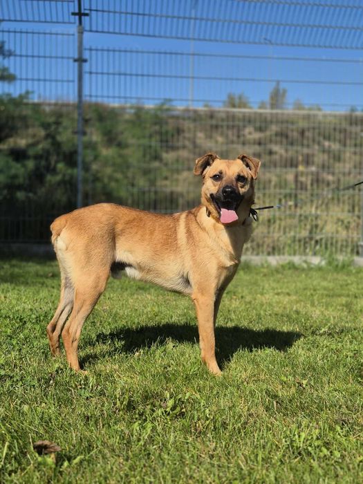 Odważny Kapitan szuka domu!