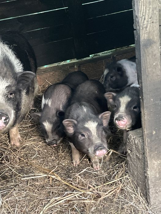 Porcos anoes  super lindos