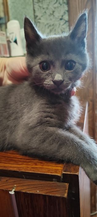 Віддам кошеня! БЕЗКОШТОВНО! по Смілі привезу.