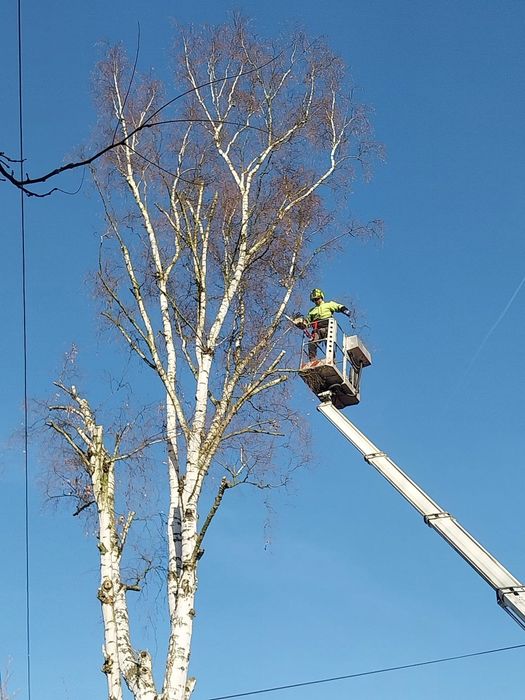 Wycinka i pielęgnacja drzew alpinistycznie regulacja tuii rębak