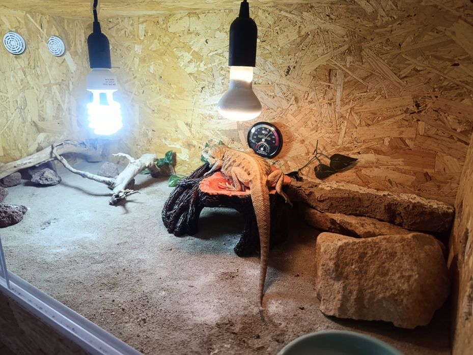 Terrarium z Agamą brodatą + GRATISY