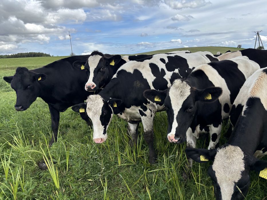 Ciene Jałówki HF hodow. Obora pod oceną.