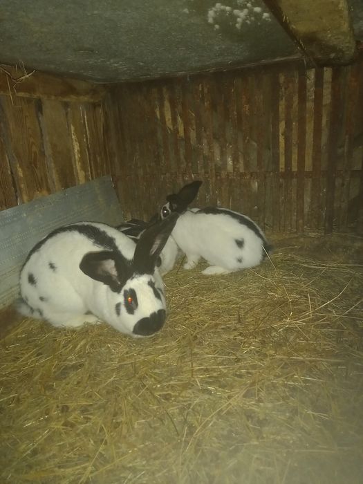 Króliki kilka ras młode i dorosłe