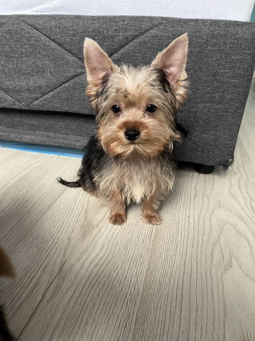 York, Yorkshire Terrier