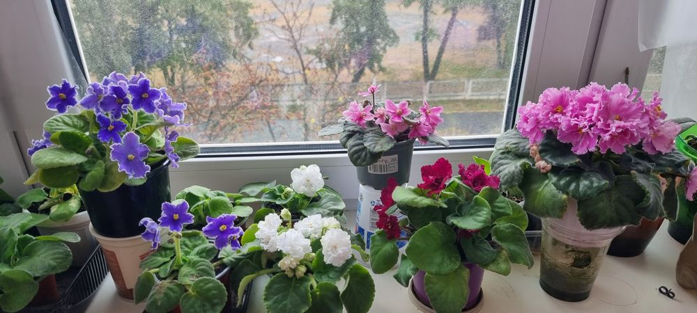 Фіалки  різні ,сортові.Хавортія