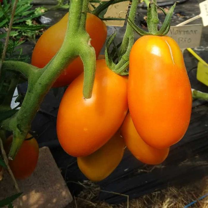 10 Sementes de Tomate Orange Banana