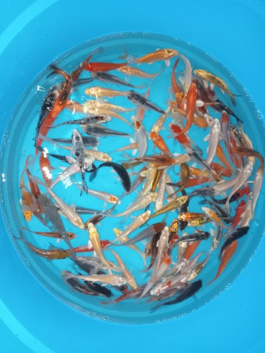 Carpas koi de 7a9cm