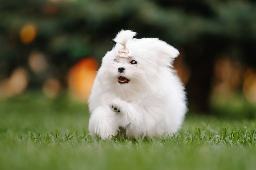 Сказочная Девочка мини для дома и души