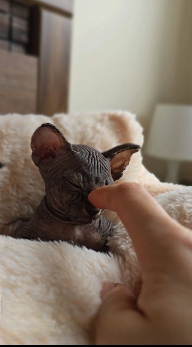 Przepiękny kocurek ciemna czekolada.kot sfinks sphynx