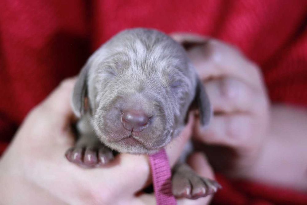Wyżeł weimarski krótkowłosy hodowla ZKwP/FCI