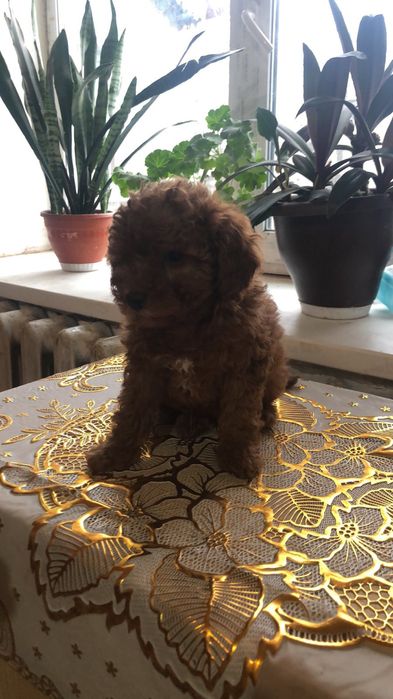 Неймовірні той пуделята