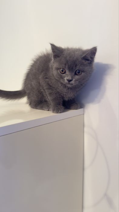 Macho scottish  stright