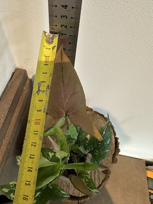 Сингоніум Syngonium Red Spot Tricolor