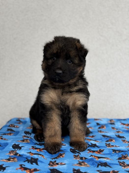 Цуценята німецької вівчарки КСУ