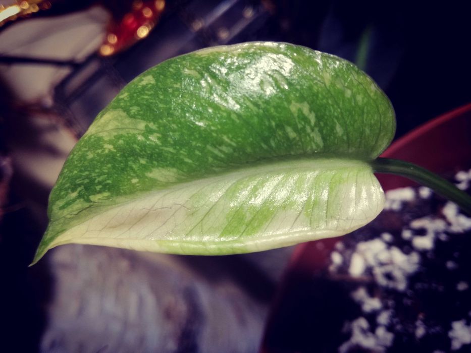 Monstera Thai Constellation Big Form Variegata potwór philodendron