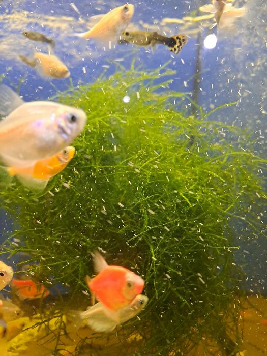 Мох водоросли в аквариум