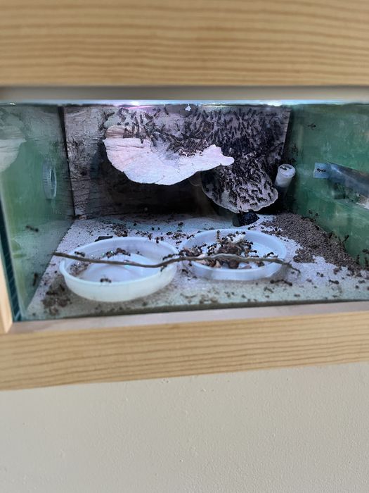 Formikarium z mrówkami nicobarensis