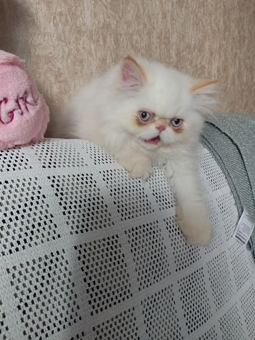 Котенок персидский