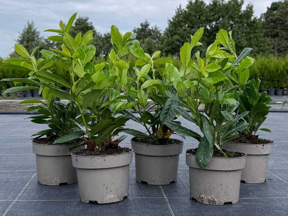 Laurowiśnia wschodnia! Sadzimy! Prunus 200 cm! Novita! Rotundifolia!