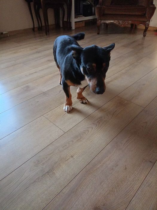 Murzynek szuka domu.