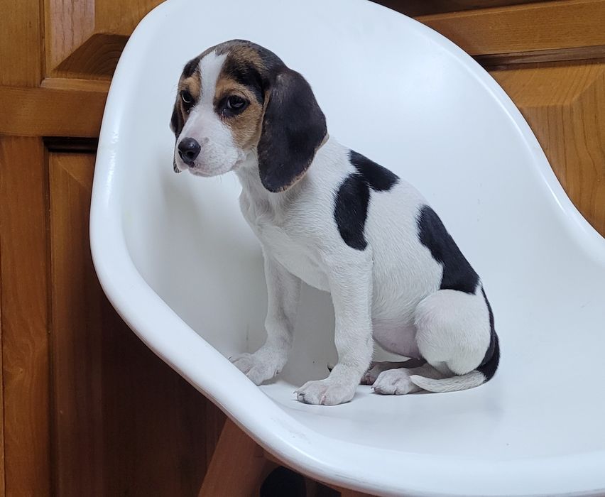 Femea beagle bebé