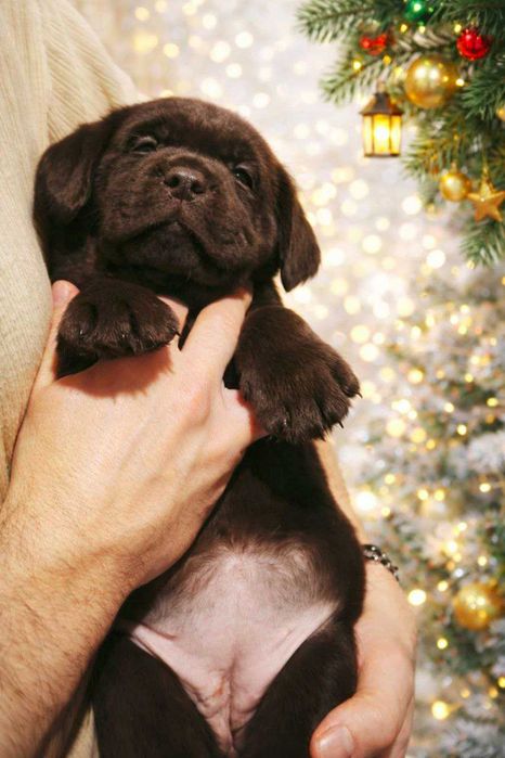 Шоколадні лабрадори документи КСУ-FCI