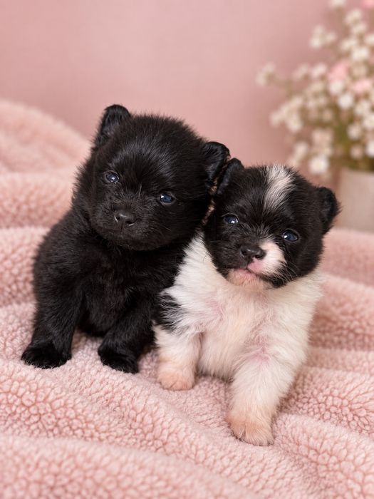 Szpic Miniaturowy Pomeranian