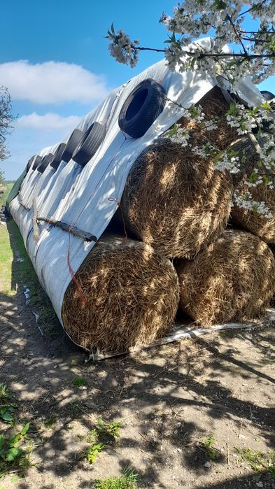 Słoma w belach sprzedam.
