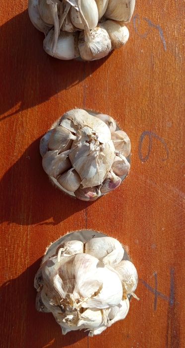 Насінєвий  безстрілковий часник (сорт Месідор)