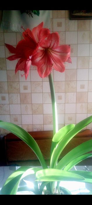 Амараліс.     вазон