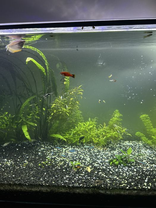 akwarium 240l z życiem