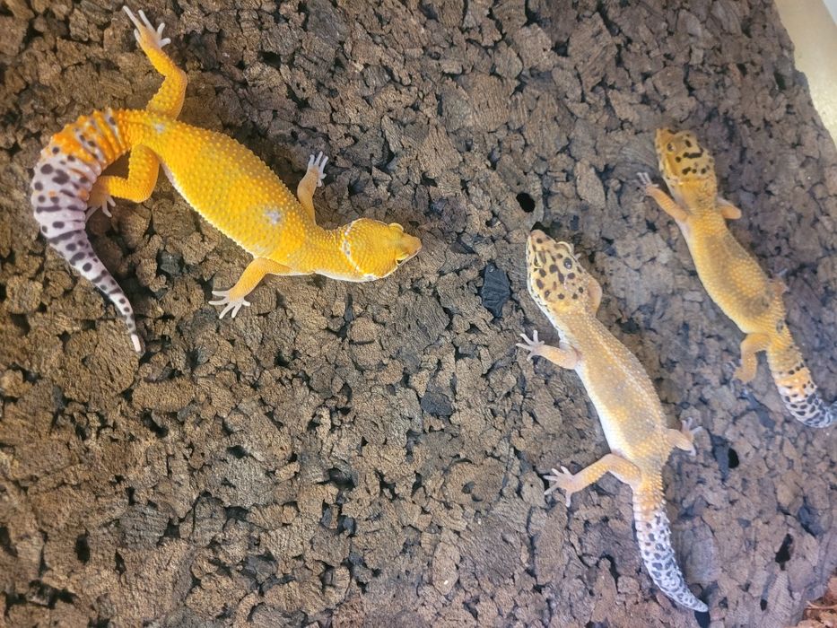 Gekony lamparcie, gekon lamparci Gdynia, jaszczurki