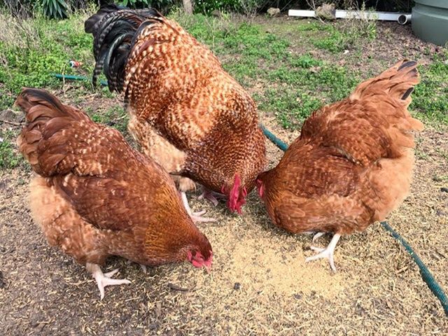 Інкубаційне яйце. Курчата, Орпінгтон лавандовий, червоний, смугастий.