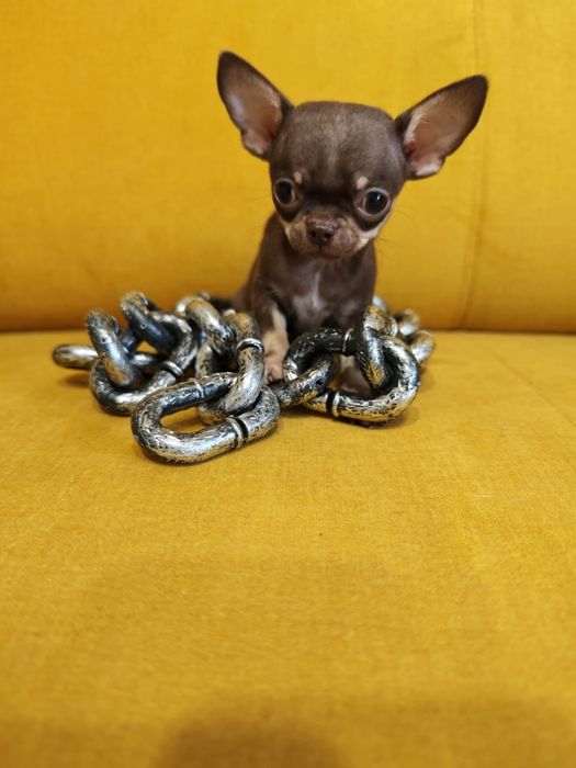 Chihuahua  piesek mini xxs czekoladowy podpalany  juz do odbioru