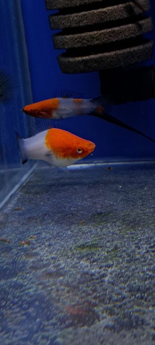 Mieczyki koi wagtail bardzo rzadkie