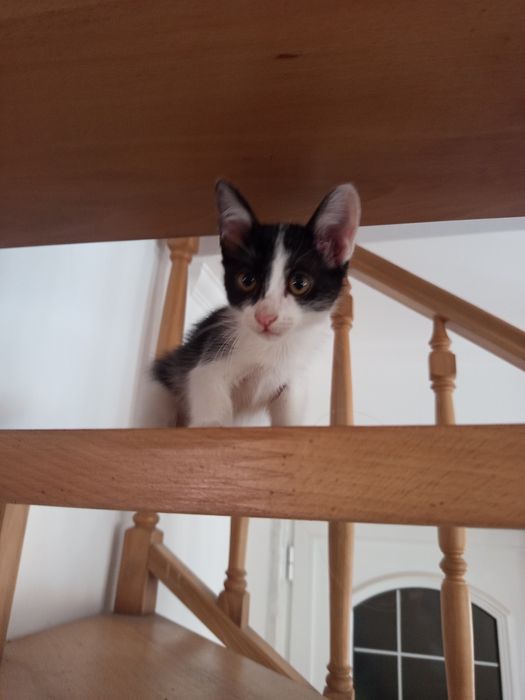 Dou gatinha com cerca de 2 meses