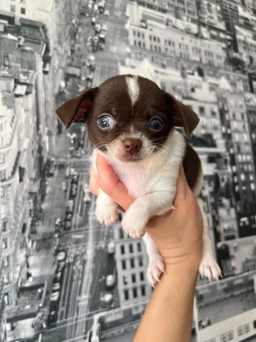 Chihuahua  Mini. Menino de olhos Verdes . Branco e chocolate Cabeça maçã.