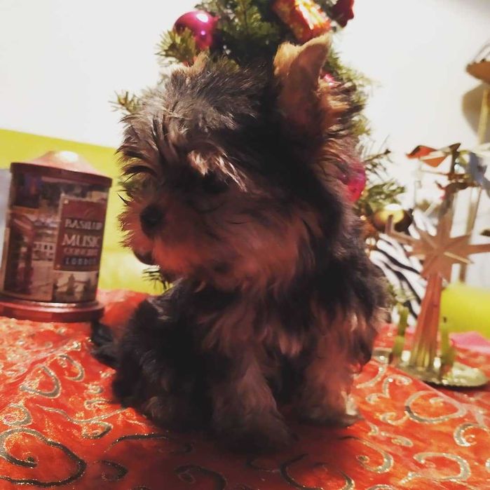 шикарная девочка мини йорк из питомника