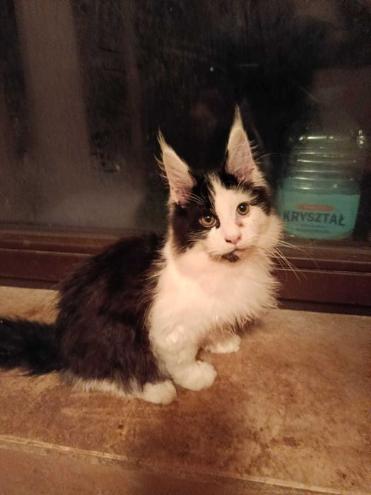 Maine Coon ładny kocurek