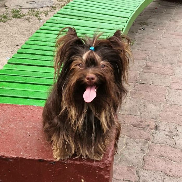 В'язка Йорк (шоколадний)