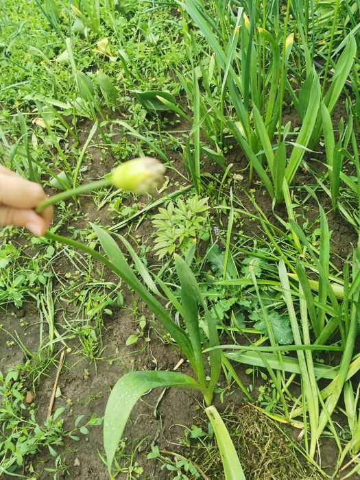 Аліум Декоративний часник чеснок