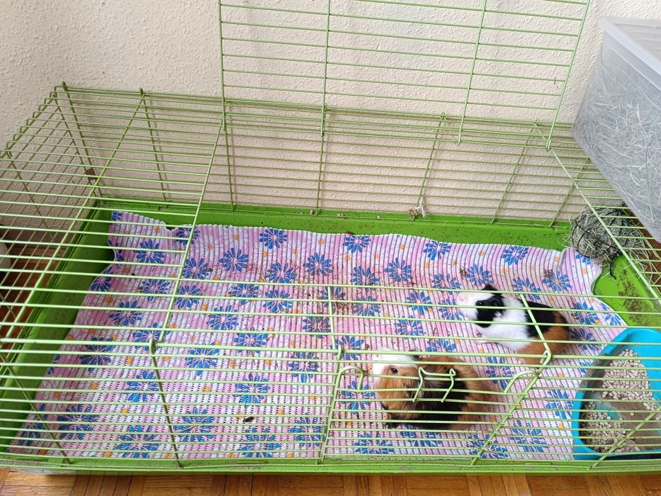 Świnki morskie za darmo